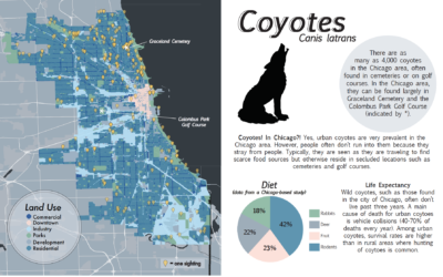 Coyotes in Chicago